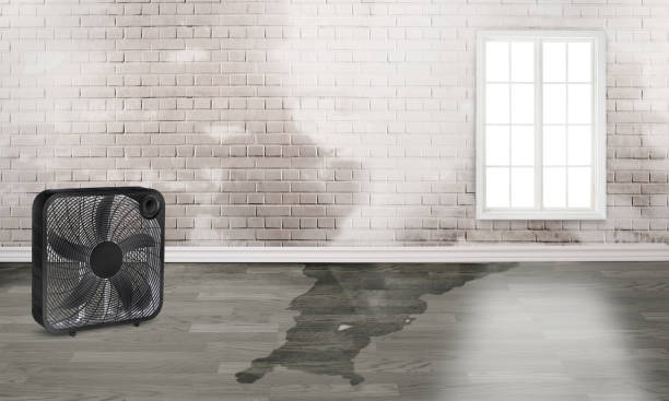 Best Ceiling water damage repair  in Terryville, CT